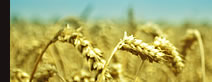 Seguros Agr�colas - Suscripci�n Premium
